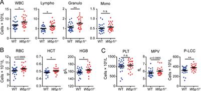 WBP1L regulates hematopoietic stem cell function and T cell development